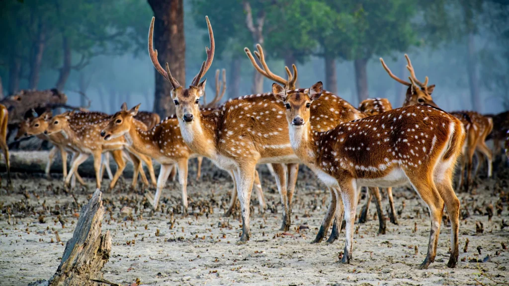 Group of spotted deer (chital) in the mangrove forest of Sundarbans, India, with dense trees in the background