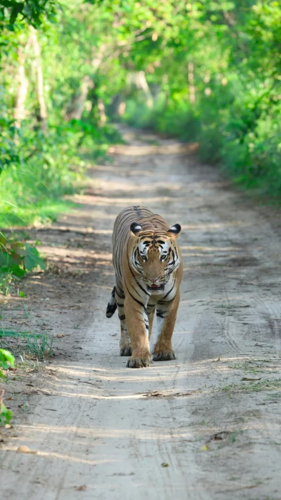 Royal Bengal tiger walking on a jungle trail in an Indian wildlife sanctuary